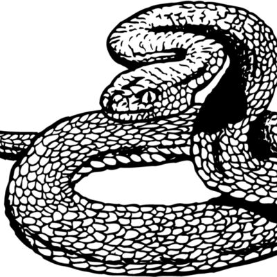 SNAKE012 Thumbnail